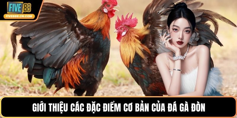 Giới thiệu các đặc điểm cơ bản của đá gà đòn